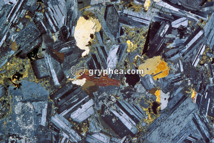 Gabbro LPA x4 - gryphea.com